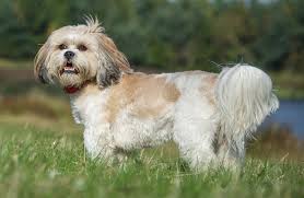 I accept deposits by paypal (add 3% fee or free if sent with the friends and family option) or by credit card over the phone. Shih Tzu Puppies For Sale In Scotland Glasgow Edinburgh Petsyoulove