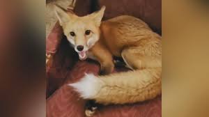 ©2020 fox news network, llc. Fox Kept As Pet Seized By Colorado Parks And Wildlife Euthanized Cbs Denver