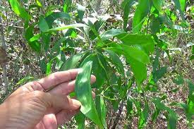 Dlium Earleaf Acacia Acacia Auriculiformis Small Yellow Flowers Plant Leaves Sandy Soil
