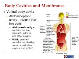 (что такое система человеческого тела a system of human body means a collective functional unit made by several organs in which the organs work in 2. Anatomical Positions Directions Cavities Planes Of The Human Body Ppt Download