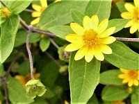１０月１８日の誕生花 メランポジウムの花言葉 あなたはかわいい 元気 な花の 小さな親切 セルフクリーニング 弥生おばさんのガーデニングノート 花と緑の365日 楽天ブログ