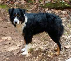 Pin On Lost And Found Aussies Border Collies X