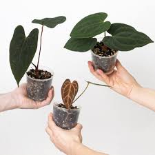 Image result for Ledebouria Unidentified sp. no4.