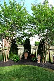 After blooming, they develop distinctive seed heads, then the leaves tend to fall toward the end of. 18 Gardening With Crape Myrtle Ideas In 2021 Crape Myrtle Plants Myrtle
