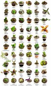 Check spelling or type a new query. Identify What Types Of Succulents You Own Succulent Plants Uk