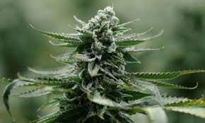 Check spelling or type a new query. Sondage Pour Ou Contre La Legalisation Du Cannabis En France