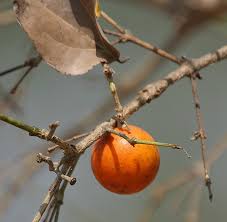 Image result for Strychnos