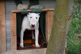 Sortieren nach topangebote oben relevanz neue oben preis aufsteigend preis absteigend. Corona Krise Tagebuch Aus Dem Tierheim Tierschutzverein Fur Den Kreis Duren E V