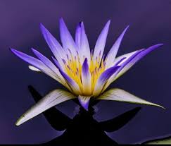 Egyptian Blue Lotus Lotus Flower Pictures Blue Lotus Flower Flower Pictures