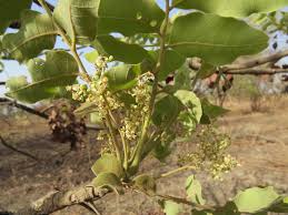 Image result for Aspilia kotschyi