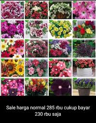 Cara budidaya vinca (tutorial lengkap). Bunga Vinca Home Facebook