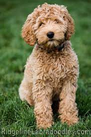 2017 Ridgeline Australian Labradoodles Llc R Idgelinelabradoodles Gmail Com Reproducti Australian Labradoodle Labradoodle Australian Labradoodle Puppies