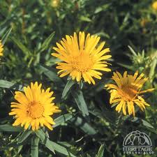 Image result for Inula
