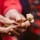 Mushroom Foraging on Hawarden Estate event image