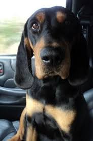 Black And Tan Coonhound Puppies For Sale In Ky Pet Profile Cute Dogs Images Dog Sounds Coonhound