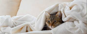 To prevent these unpleasant surprises, give your cat some natural, homeopathic hairball remedies. Chronic Intestinal Disease In Cats Figtree Veterinary Clinic