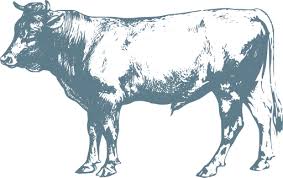 Mammal Animal Cow Cattle Free Svg Image Icon In 2020 Animals Image Icon Mammals