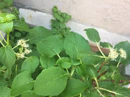 Climbing hydrangea is a spectacular plant, but it has a rambunctious nature and get easily get out of control if you aren't careful. Climbing Hydrangea Has Flower Buds But Won T Bloom
