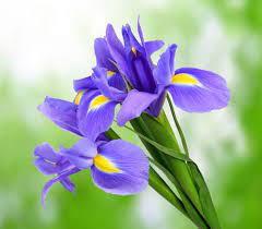 Bunga iris berjanggut, harga bunga iris, bunga iris berasal dari negara, gambar bunga kantil, umbi bunga iris, bunga orris di indonesia, gambar bunga gambar menanam botani flora bunga iris mata gladiol. 6 Fakta Menarik Bunga Iris Tanaman Invasif Bunga Nasional Prancis