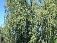 Outside of the brown spots on the leaves, these diseases are very different from each other and require different treatments. Birch Tree Care Birch Tree Pruning Maintenace Diseases