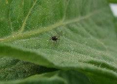 Image result for BLACKFLY ON TOMATO PLANTS