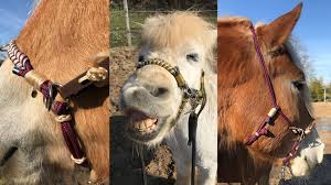 Sidepull hoofdstel sidepull bridle handmade. 16 17 Sidepull Nasenriemen Kinnriemen Kopfstuck Ganaschenriemen Filogran Gmbh