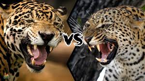 We did not find results for: Jaguar Vs Leopard Who Will Win This Battle Youtube