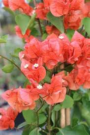 Image result for Bougainvillea