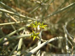 Image result for Orthanthera