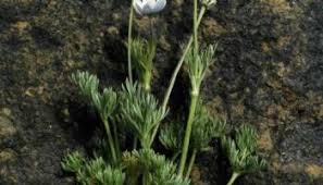 Image result for Vepris drummondii