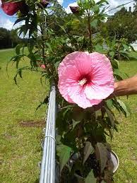 Rose Mallow Hibiscus Hibiscus Mallow Summer Favorites