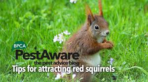 There are several species of squirrels in north america. Pestaware Tips For Attracting Red Squirrels