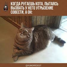 приколы с кошками смешное видео про котов 100 позитив Pin Ot Polzovatelya Gala Foxy Na Doske Prikoly V 2020 G Veselye Memy Memy Shutki