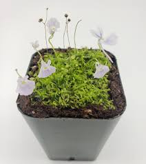Image result for Utricularia scandens