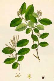 Image result for Antidesma venosum