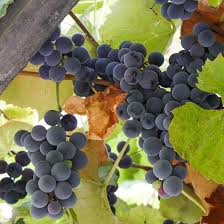 Find over 100+ of the best free grape tree images. Buy Affordable Concord Grape Vine Trees At Our Online Nursery Arbor Day Foundation Buy Trees Rain Forest Friendly Coffee Greeting Cards That Plant Trees Memorials And Celebrations With Trees And More