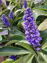 We did not find results for: Ornamental Blue Ginger Perth Wa Online Garden Centre