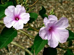 Image result for Ipomoea lapathifolia