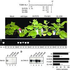 How to get a cactus in survival mode. The Grs Is Required For Tgmv Infection And Replication A The Download Scientific Diagram