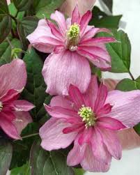 Place the pots near bright but diffuse light. Clematis Broughton Star Taylors Clematis