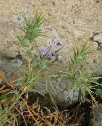 Image result for Criscianthus