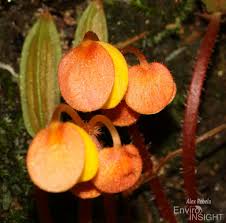 Image result for Begonia quadrialata