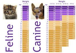 How Old Is My Pet Really Dog Teeth Cat Age Chart Cat Ages