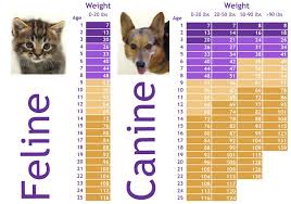 how old is my pet really dog teeth cat age chart cat ages