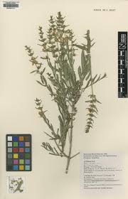 Image result for Lythraceae