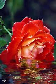 See related links to what you are looking for. Animated Bouquet Of Flowers Romantic Gif Flowers Gifaya