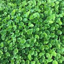 HOT】Hạt Giống Cây Rau Má Lá Nhỏ Gói 1 Gram - Hạt Giống Năm Châu