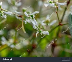 Image result for Euphorbia hypericifolia