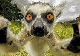 7 Striking Animal Selfies That Will Make You Think Twice Animals Animals Wild Weird Animals