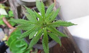 Biden Commerce Pick Wants Cannabis In Gov T Stores Newsletter January 11 2021 Marijuana Moment